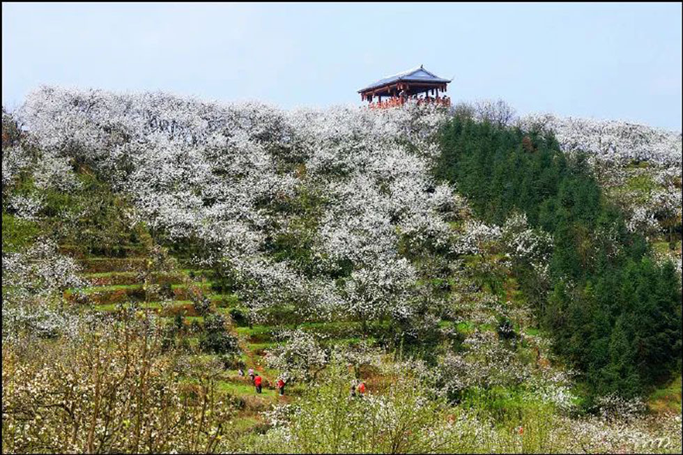 【春天，广西桂林灌阳县向您发出邀请！】我们在灌阳看梨花 - 游山玩水 - 陇南生活社区 - 陇南28生活网 ln.28life.com