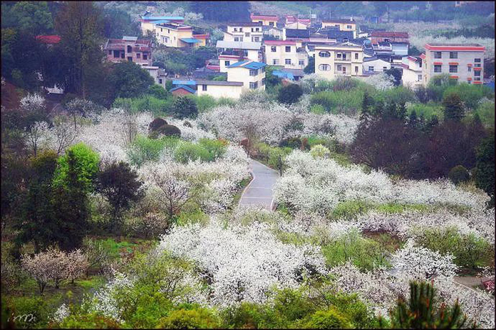 【春天，广西桂林灌阳县向您发出邀请！】我们在灌阳看梨花 - 游山玩水 - 陇南生活社区 - 陇南28生活网 ln.28life.com