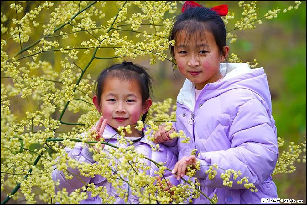 【春天，广西桂林灌阳县向您发出邀请！】米珠山前有片山苍子花在飘香 - 游山玩水 - 陇南生活社区 - 陇南28生活网 ln.28life.com