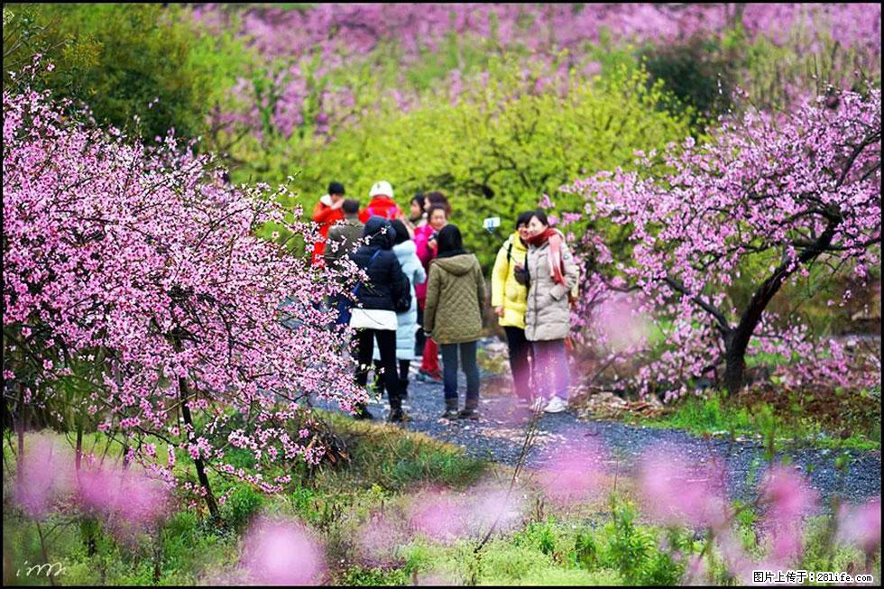 【春天,广西桂林灌阳县向您发出邀请!】官庄村有个醉美的桃花园 - 游山玩水 - 陇南生活社区 - 陇南28生活网 ln.28life.com