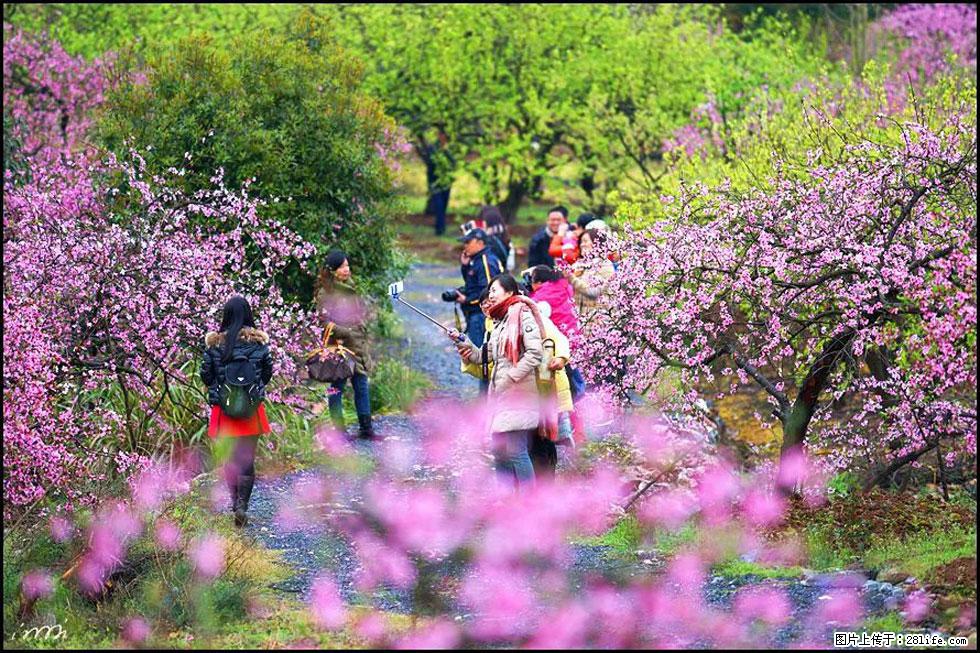 【春天，广西桂林灌阳县向您发出邀请！】官庄村有个醉美的桃花园 - 游山玩水 - 陇南生活社区 - 陇南28生活网 ln.28life.com