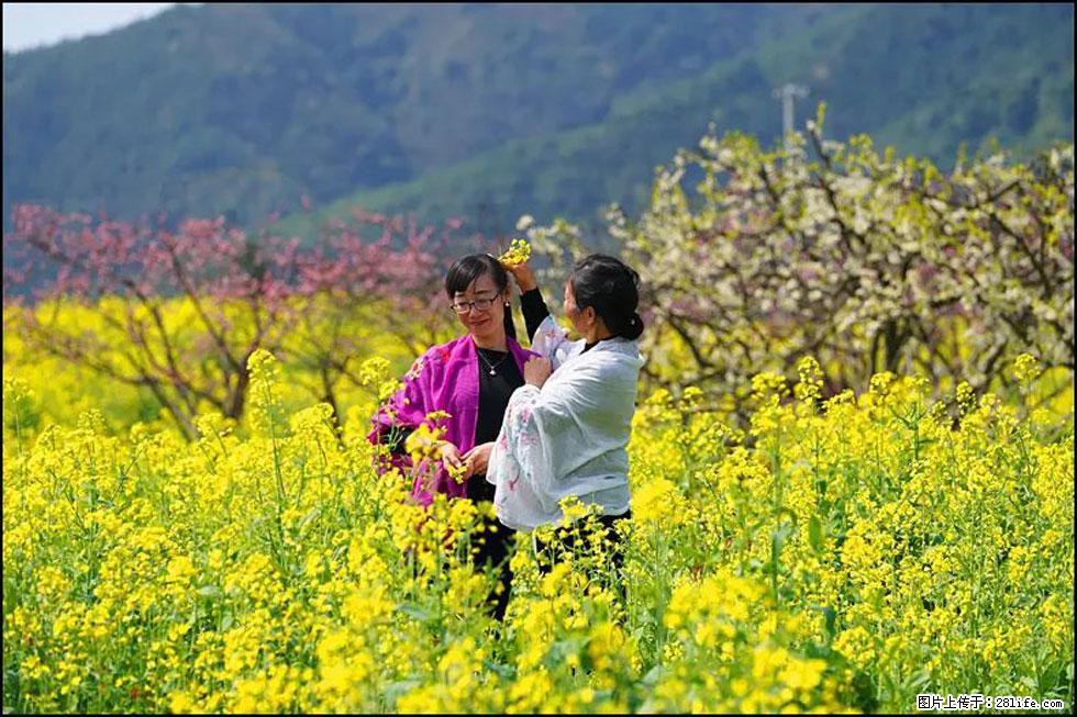 【春天，广西桂林灌阳县向您发出邀请！】长坪村油菜盛情花开 - 游山玩水 - 陇南生活社区 - 陇南28生活网 ln.28life.com