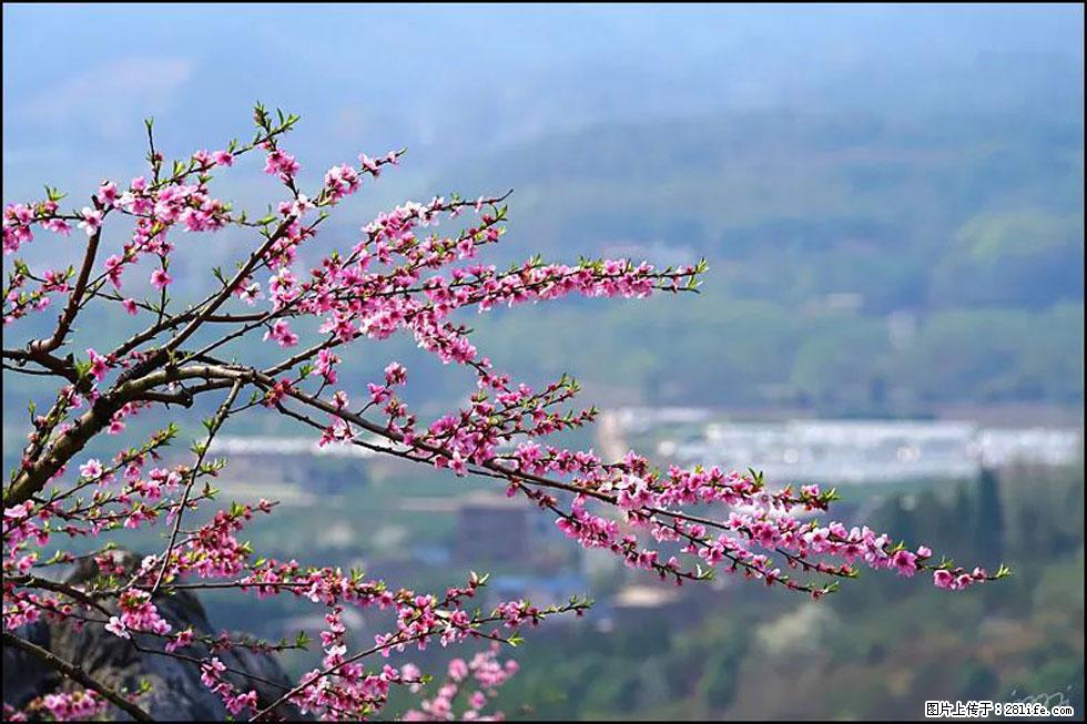 【春天，广西桂林灌阳县向您发出邀请！】望月岭上桃花开 - 游山玩水 - 陇南生活社区 - 陇南28生活网 ln.28life.com