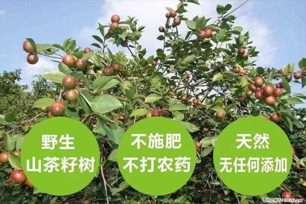 【灌阳县油茶产业示范区】一个有着充实的精神生活的人，对待身外之物自会有一种淡泊的态度 - 土特产 - 饮食特产 - 陇南分类信息 - 陇南28生活网 ln.28life.com