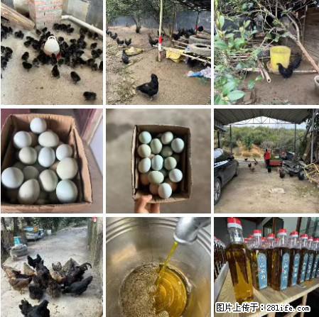 油茶园从小鸡仔开始养起的纯土鸡、土鸡蛋可以预定啦!还有前几天刚榨的纯山茶油哦 - 土特产 - 饮食特产 - 陇南分类信息 - 陇南28生活网 ln.28life.com