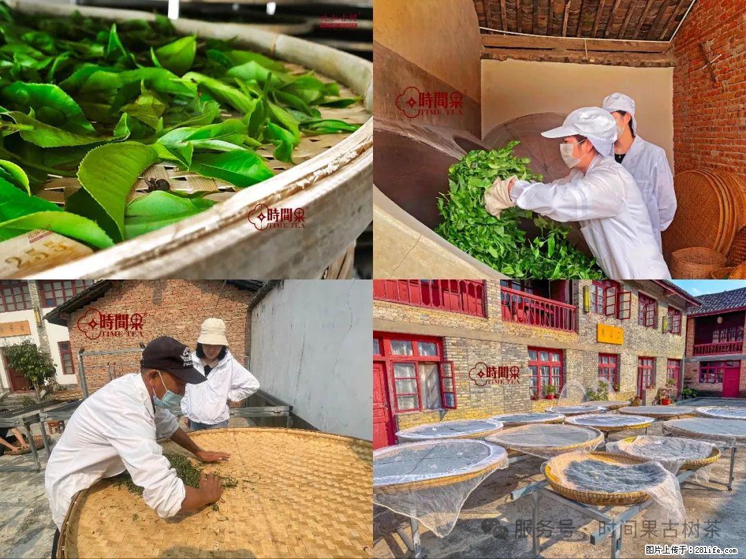 时间果百年古树龙珠普洱生茶 - 购物交流 - 陇南生活社区 - 陇南28生活网 ln.28life.com