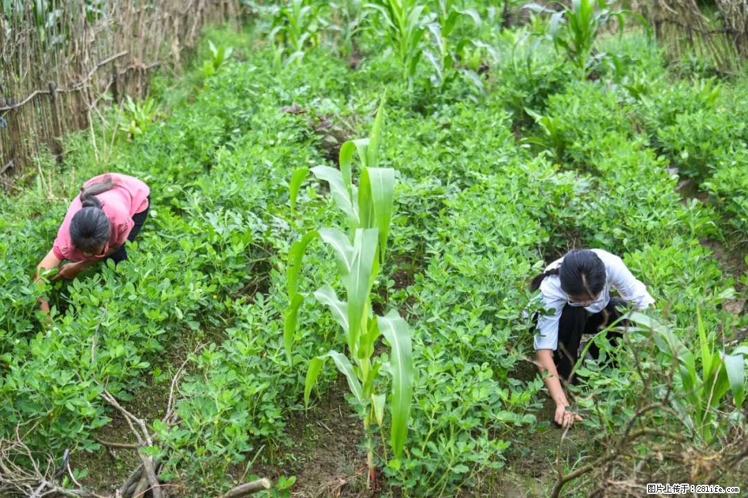 全网追的“扁担女孩”，找了一份暑假工，时薪12元 - 陇南生活资讯 - 陇南28生活网 ln.28life.com