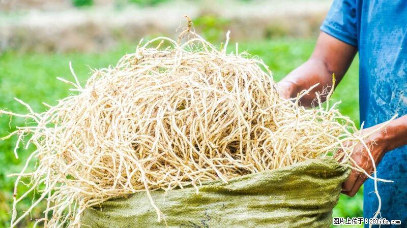 堪称“最难吃”的蔬菜，却是 “抗辐射神器”，还能护肺、清热、止咳化痰！ - 陇南生活资讯 - 陇南28生活网 ln.28life.com