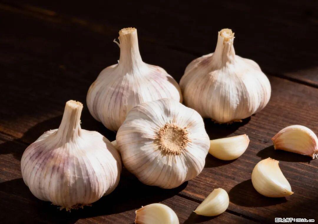 关于大蒜，除了“天然抗生素”，这4个谣言更该警惕! - 陇南生活资讯 - 陇南28生活网 ln.28life.com