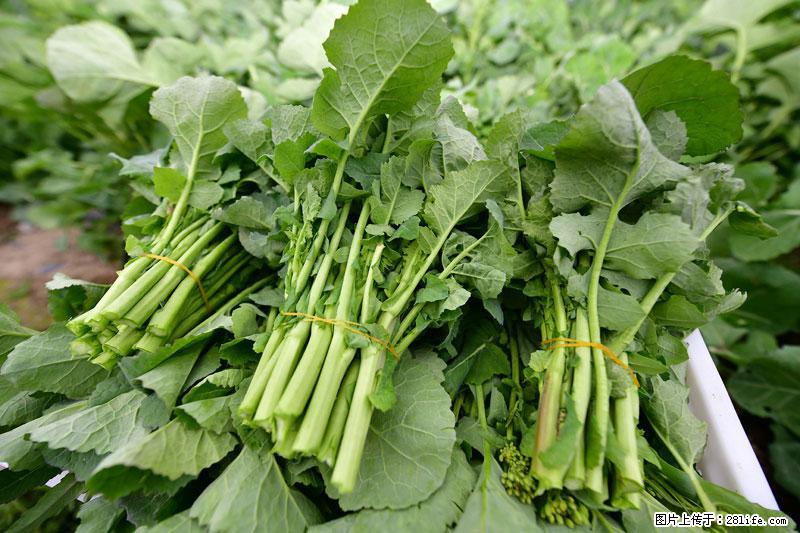 这些蔬菜是“天然钙片”，这6种被医生重点推荐 - 陇南生活资讯 - 陇南28生活网 ln.28life.com